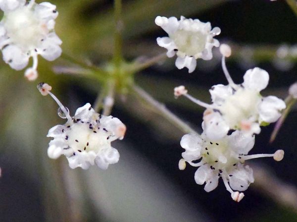 Larven der Erzwespe Eucharis adscendens