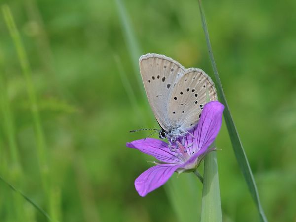 Zarter Schmetterling auf einer violetten Blüte