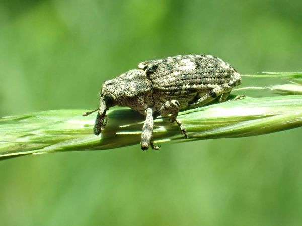 Seltener grüner Plattnasen-Holzrüssler sitzt auf einem Blatt