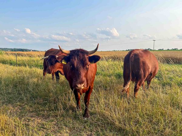 Rotes Höhenvieh auf der neuen Biotopfläche in Haindling