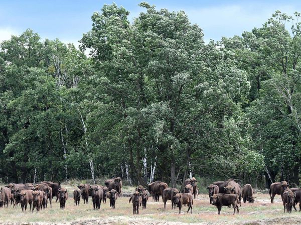 In der Döberitzer Heide lebt die größten Wisentherde Deutschlands