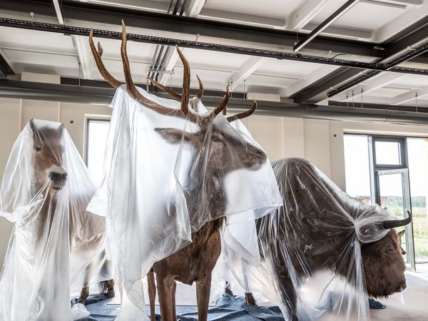 Tierexponate im Ausstellungsraum des künftigen Heinz Sielmann Natur-Erlebniszentrums Döberitzer Heide