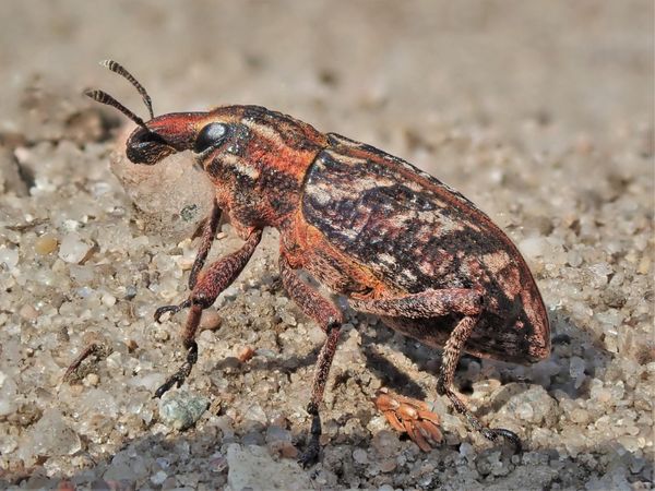 Der Heide-Steppenrüssler (Coniocleonus nebulosus) ist etwa 14 Millimeter groß und farbenfroh.