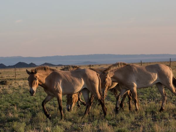 Heilige und Heia mit anderen in der Mongolei. Foto: Prager Zoo