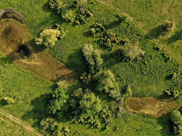 Zwei Kleingewässer im Ferbitzer Bruch wachsen von den Seiten her mit Vegetation zu aufgrund von Wassermangel.