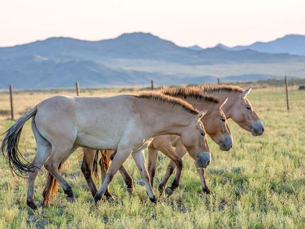 Drei Przewalski-Pferde im Gobi B Nationalpark.