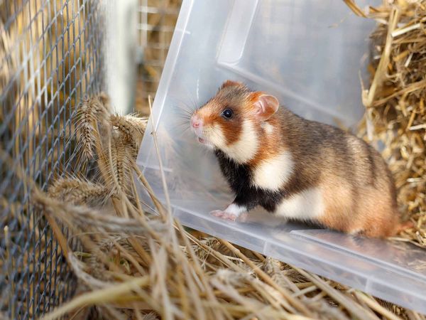 Ab nach draußen: Ein nachgezüchteter Feldhamster wagt sich in sein neues Heim, ein Acker im Süden von Göttingen.