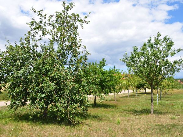 Streuobstwiesen sind wichtige Bausteine in Biotopverbünden. Foto: PAN GmbH