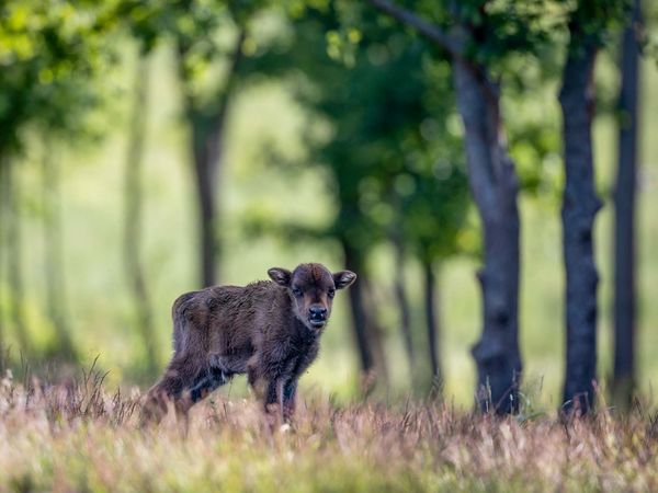 Wisentalb in Sielmanns Naturlandschaft Döberitzer Heide