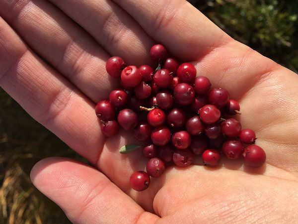 Wildfrüchte sammeln und zubereiten