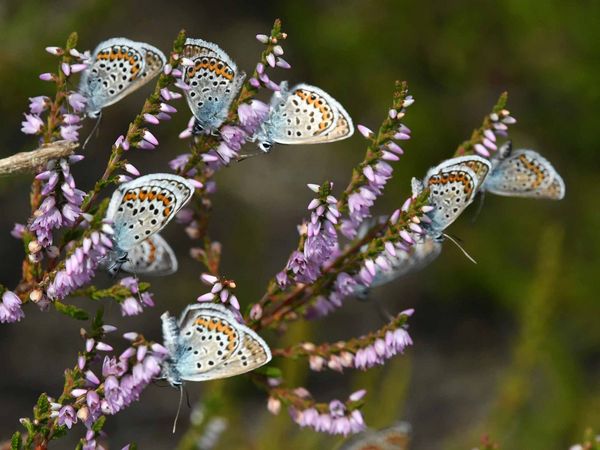 Mehrere Argusbläulinge (Plebejus argus) sitzen auf den Blüten der Besenheide. 