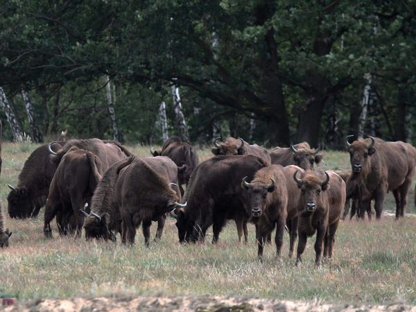 In der Döberitzer Heide lebt die größten Wisentherde Deutschlands