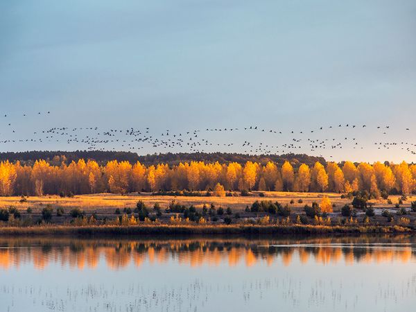 Kraniche fliegen über eine See- und Herbstlandschaft.