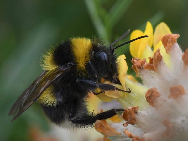 Gartenhummel auf Nahrungssuche in einer Blüte