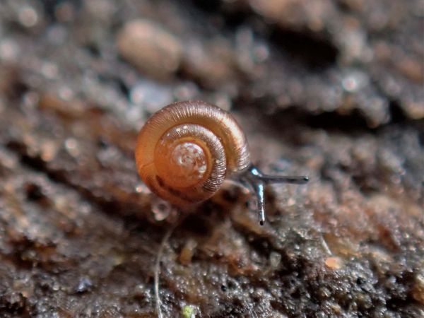 Foto einer winzigen Punktschnecke an einem Baumstamm.