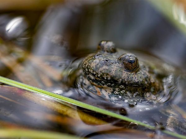 Auftauchende Rotbauchunke