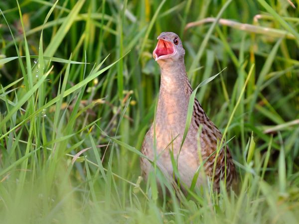 Ein Wachtelkönig ruft aus dem hohen Gras einer Feuchtwiese hervor.