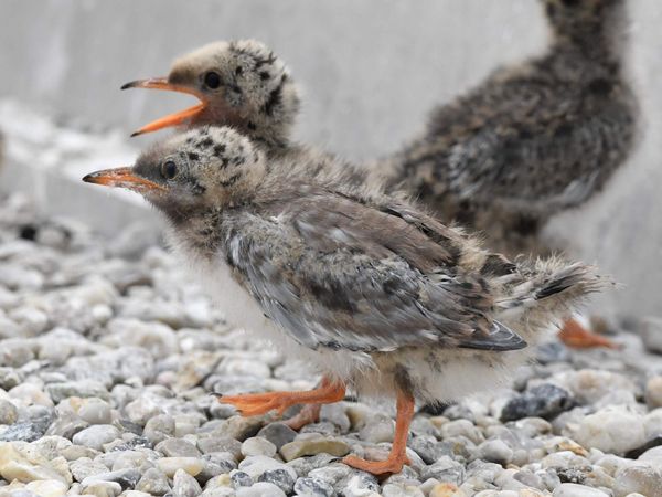 Zwei Flussseeschwalben-Küken laufen über die künstliche Brutinsel in Sielmanns Naturlandschaft Groß Schauen