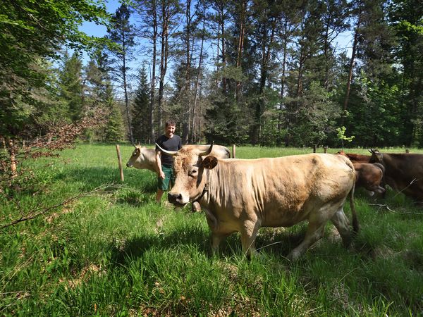 Auftrieb der Muranu-Werdenfelser Rinder in die Projektfläche.