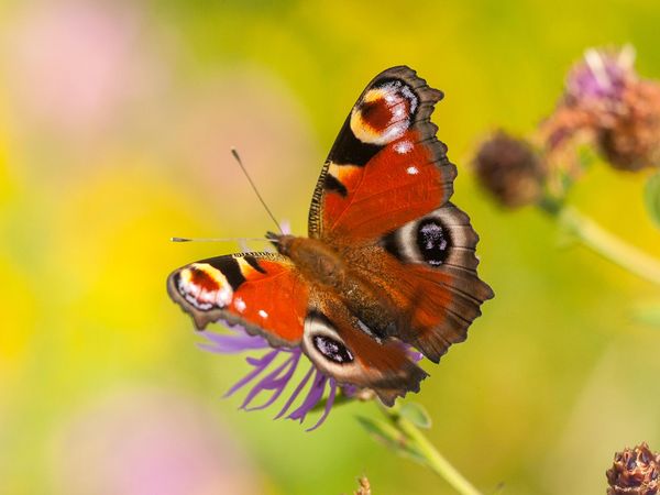 Farbenfroher Schmetterling auf einer Blüte