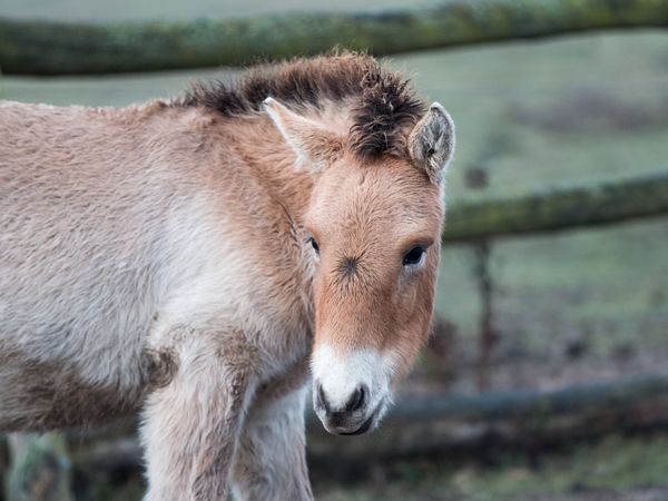 Przewalski-Pferd in der Döberitzer Heide. Foto: T. Marotzke