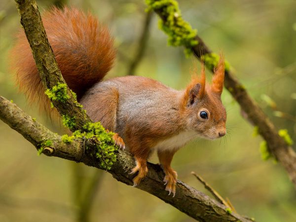 Eichhörnchen auf einem Ast